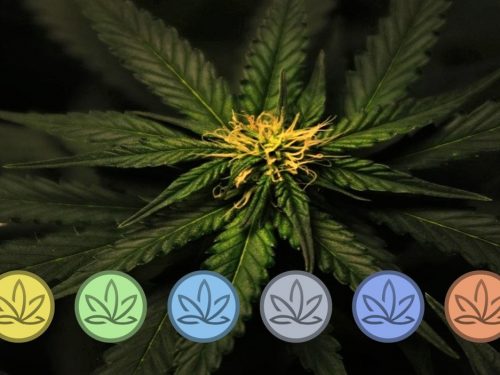 La Cannabis è una pianta per la Salute e per l’Ambiente