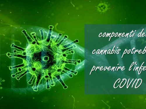 Alcuni componenti della cannabis potrebbero prevenire l’infezione Covid