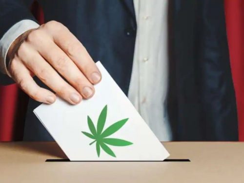 La Consulta giudica ammissibili le firme digitali raccolte per il referendum della cannabis